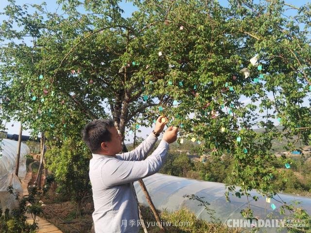 李映青：彝族博士李淑斌的中國月季夢(圖1)