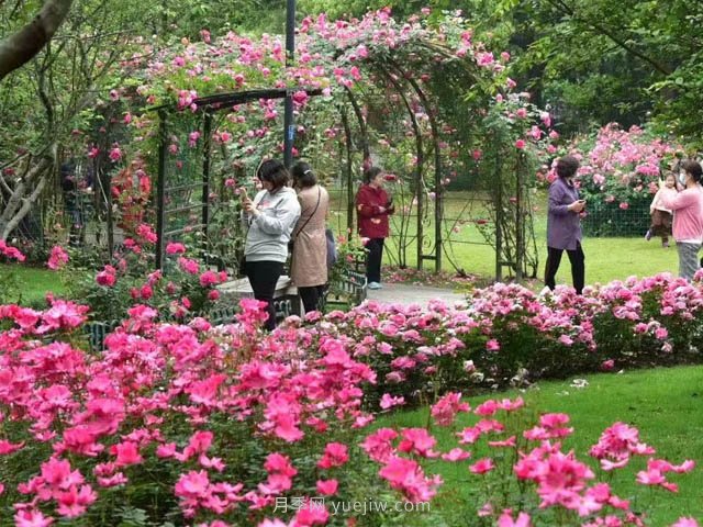 月季植物造景，塑造城市園林景觀(圖1)