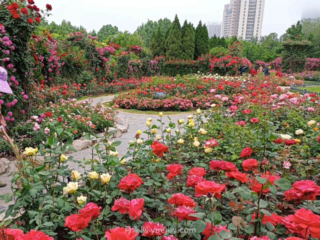 月季植物造景，塑造城市園林景觀(圖2)