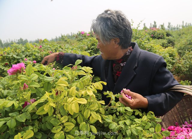 新鄉(xiāng)輝縣：繽紛玫瑰撲鼻香 幸福花開富老鄉(xiāng)(圖1)