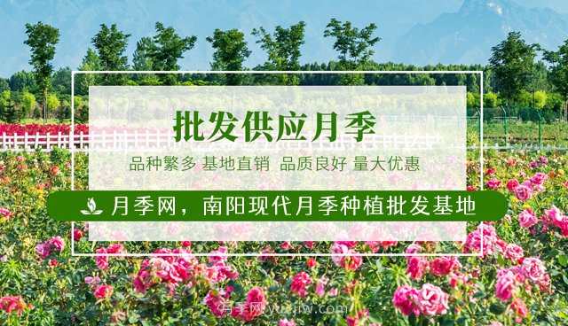 南陽月季花后如何修剪？什么時候修剪比較好？(圖1)