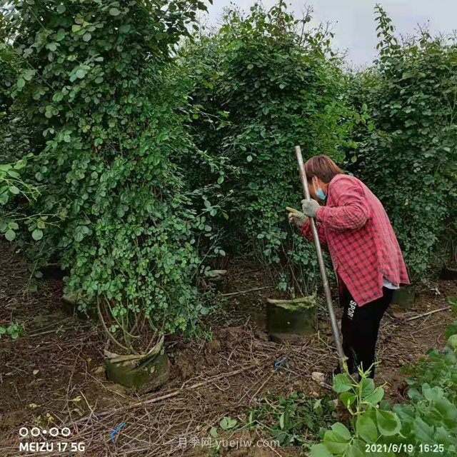 幾十個月季花柱和月季花球發(fā)往山東(圖1)