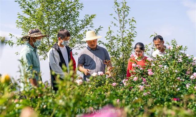 制造“月季芯片”的昆明土博士(圖1)