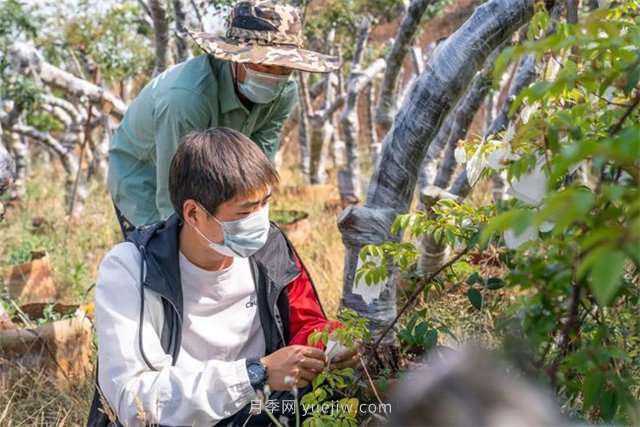 昆明李淑斌深山搞科研，為晉寧月季插“芯片”(圖2)