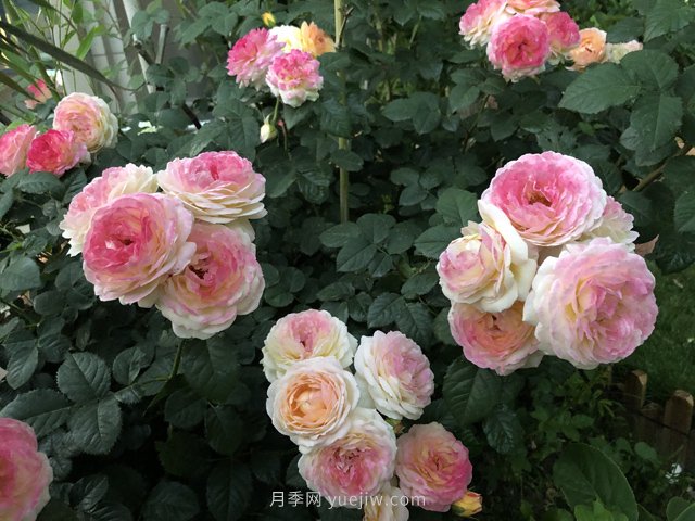 羅曼尼詹森月季，擁有彩色的月季花墻(圖1)