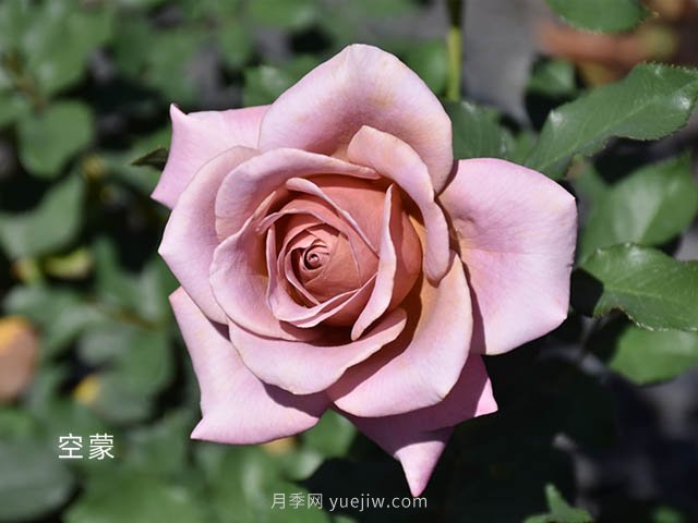 天津市市花？是月季嗎(圖1)