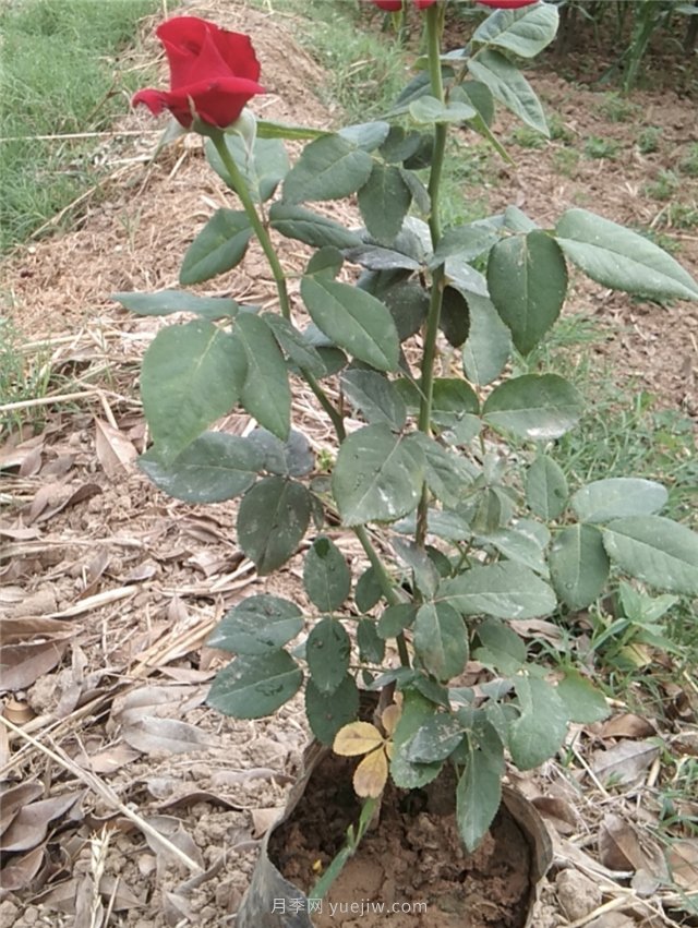 國(guó)月盆栽月季多種花色上市銷售(圖4)