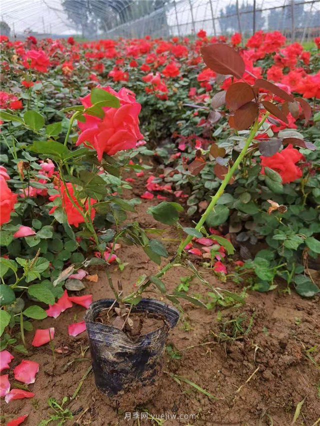 國(guó)月盆栽月季多種花色上市銷售(圖1)