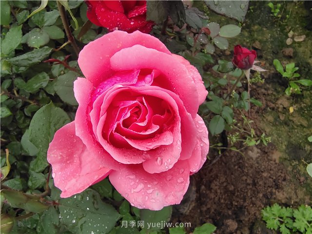 晚春唐詩玫瑰6首：折得玫瑰花一朵，憑君簪向鳳凰釵(圖1)