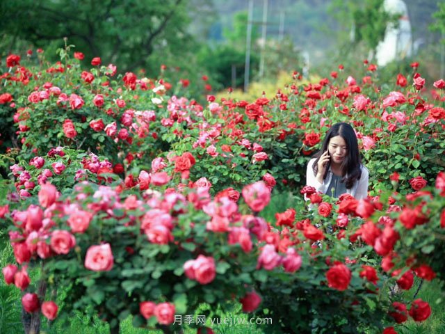 月季為什么叫月季？常見(jiàn)的花花草草名字是這樣來(lái)的(圖1)