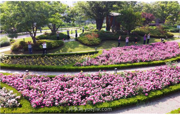 上海靜安區(qū)白遺橋公園5000余株月季盛放！位置在這(圖3)