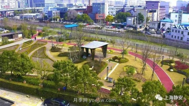 上海靜安區(qū)白遺橋公園5000余株月季盛放！位置在這(圖5)