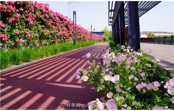 上海靜安區(qū)白遺橋公園5000余株月季盛放！位置在這(圖2)