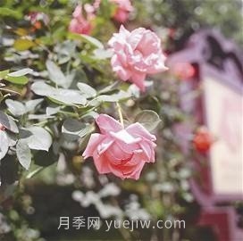 “高顏值”月季花帶扮靚湖南益陽城市美景(圖3)