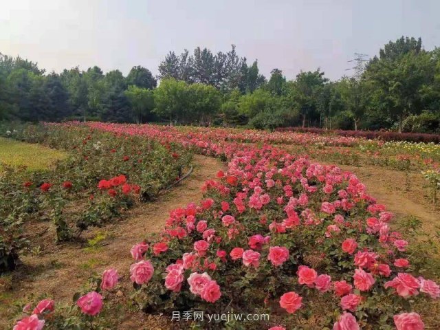 北京南海子公園近8萬株月季花美麗盛開(圖2)