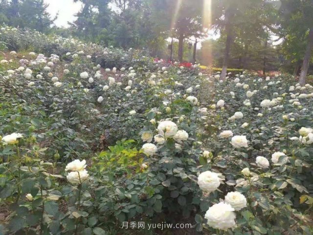 北京南海子公園近8萬株月季花美麗盛開(圖3)