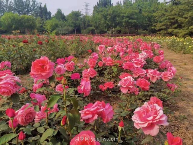 北京南海子公園近8萬株月季花美麗盛開(圖1)