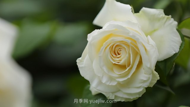 夏天注意4個(gè)方面的養(yǎng)護(hù)工作，月季花才能安全無(wú)憂的度夏(圖3)