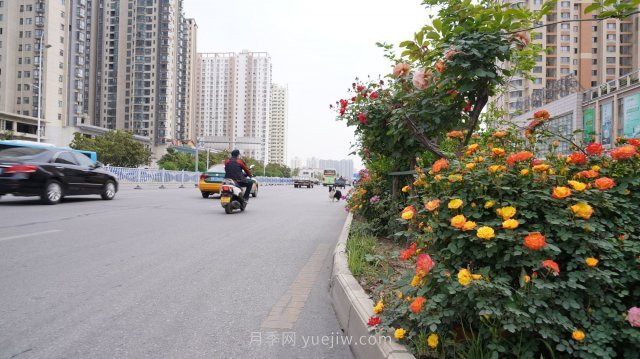 六月南陽街頭的月季花讓人心動(圖5)