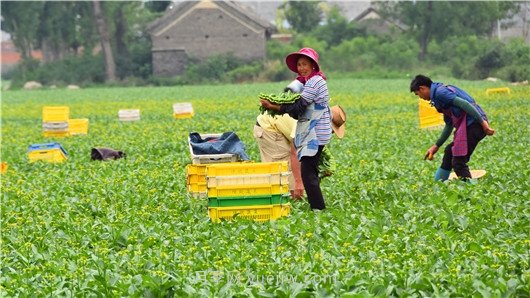 南陽(yáng)鎮(zhèn)平：小菜苗育出鄉(xiāng)村振興新希望(圖1)