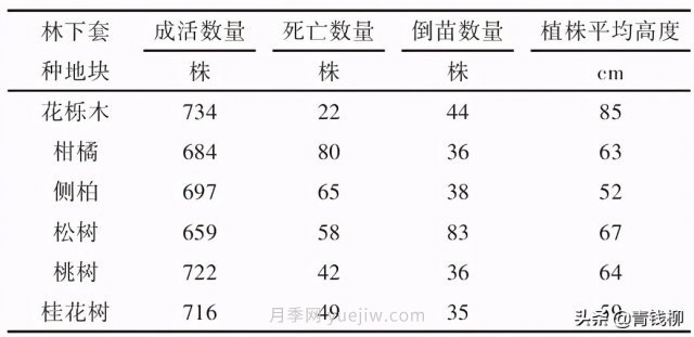 不同樹(shù)種林下套種黃精種植技術(shù)初探(圖1)