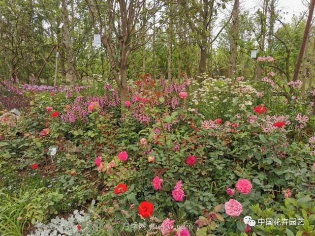 第十屆花博會，＂中州花語 盛世繁華＂演繹河南文化(圖2)