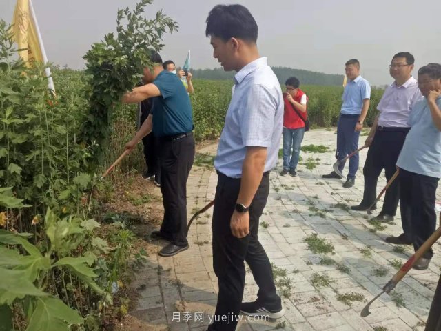 第二屆道地“南陽艾”采收節(jié)在社旗縣大馮營鎮(zhèn)舉辦(圖3)