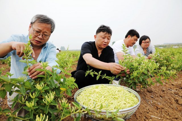 南陽中藥材：種植金銀花 致富“好藥方”(圖2)