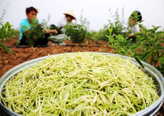 南陽中藥材：種植金銀花 致富“好藥方”(圖1)