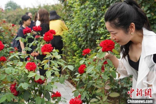 河南南陽：一朵月季花撬動億元大產(chǎn)業(yè)(圖4)