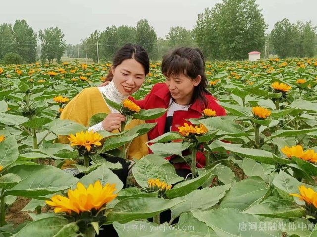 南陽(yáng)唐河：桐寨鋪鎮(zhèn)花卉種植基地為鄉(xiāng)村振興錦上添花(圖1)