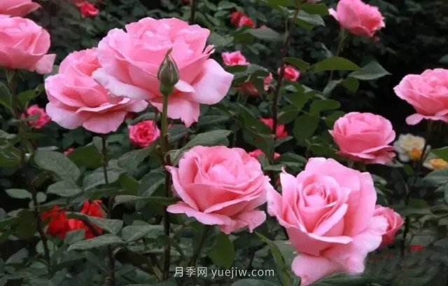 防治月季花黑斑病菌的方法有哪些(圖1)