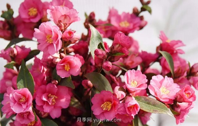 茶花養(yǎng)護就這么做，開花大又艷(圖1)