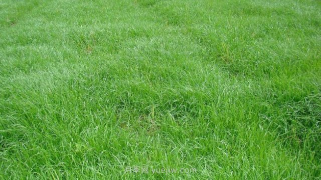 黑麥草種植技術(shù)和方法(圖1)