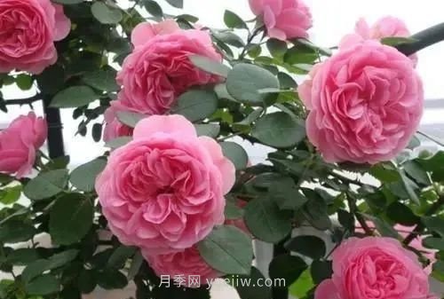 推薦花友必養(yǎng)的5大藤本月季和5大灌木月季品種，花美好養(yǎng)(圖4)