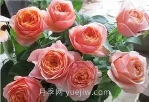 推薦花友必養(yǎng)的5大藤本月季和5大灌木月季品種，花美好養(yǎng)(圖10)