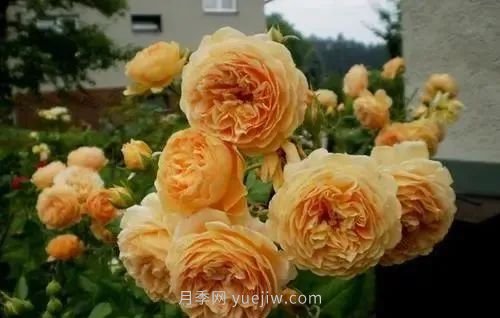 推薦花友必養(yǎng)的5大藤本月季和5大灌木月季品種，花美好養(yǎng)(圖3)