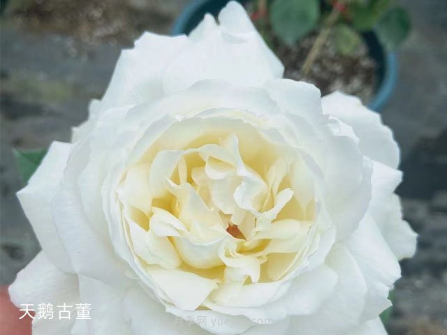 推薦9大白色系月季品種，純凈潔白的花花世界(圖7)