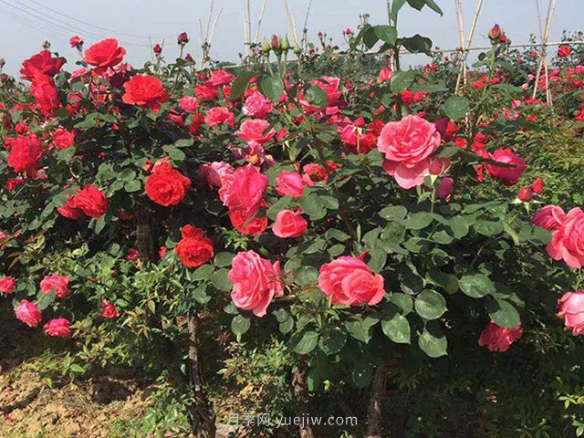 判斷月季花缺乏營養(yǎng)的竅門(圖1)