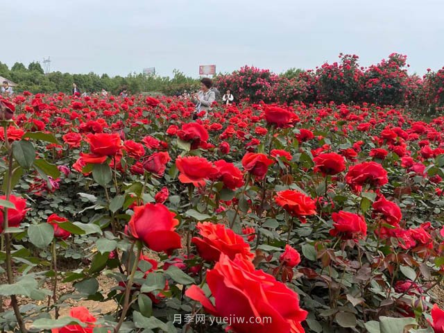 多雨又高溫的7月，月季養(yǎng)護(hù)需要注意些什么？(圖1)