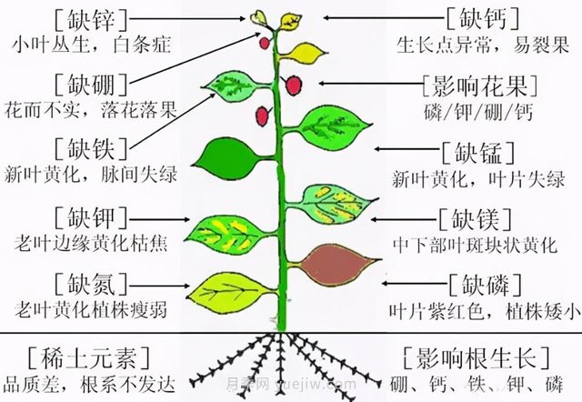 月季植物缺素有哪些現(xiàn)象(圖1)