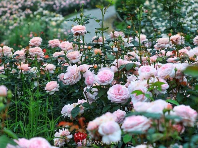 奧斯汀月季園，湖州一個國內(nèi)頂級的月季花園(圖1)