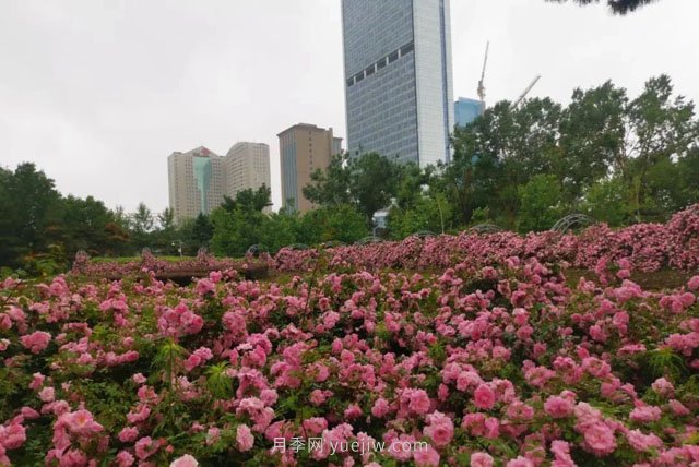 長(zhǎng)春月季花海 浪漫“打卡地”(圖2)