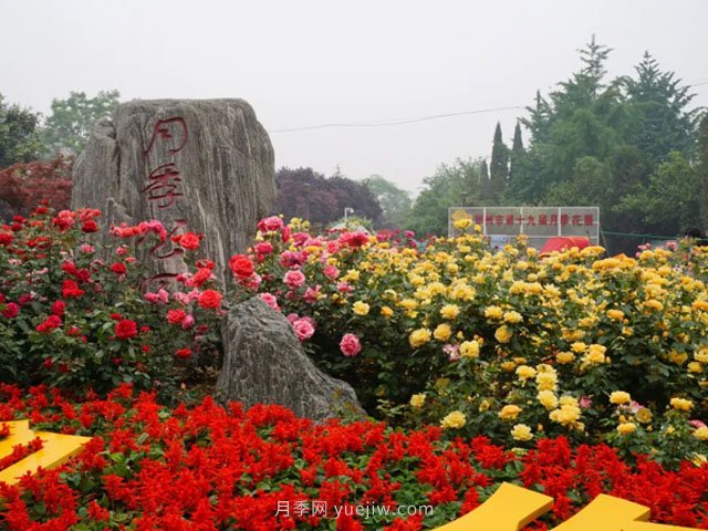 賞鄭州月季公園，相看誰有此花香(圖3)