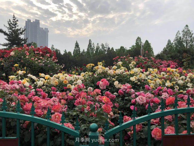 賞鄭州月季公園，相看誰有此花香(圖2)