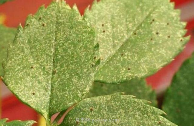 夏季高溫紅蜘蛛危害達到高峰，怎樣有效進行防治？(圖1)