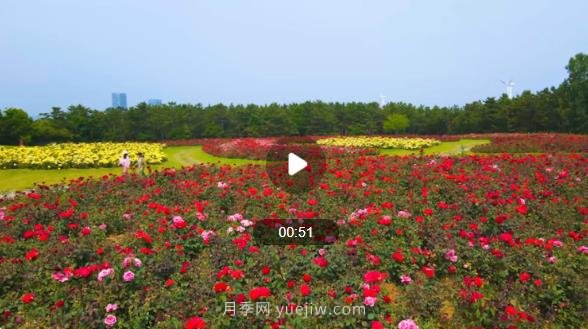 山東威海經(jīng)區(qū)月季花開香滿城(圖1)