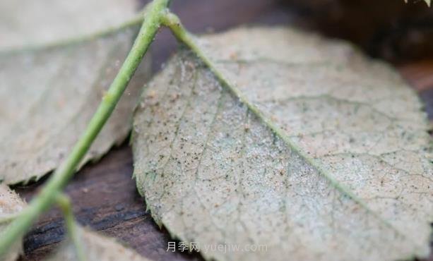 紅蜘蛛，夏季月季頭號(hào)害蟲(chóng)，有一整套防治方法(圖1)