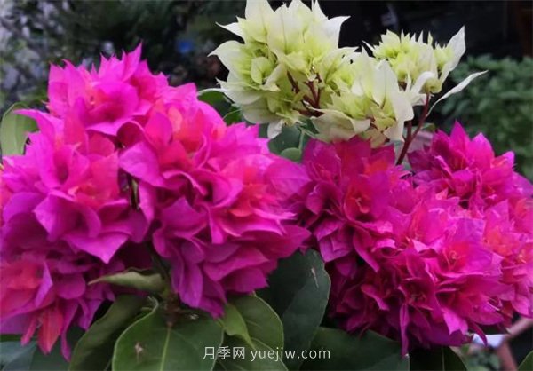 夏季養(yǎng)花要選對品種，推薦6種花卉適合高溫(圖1)