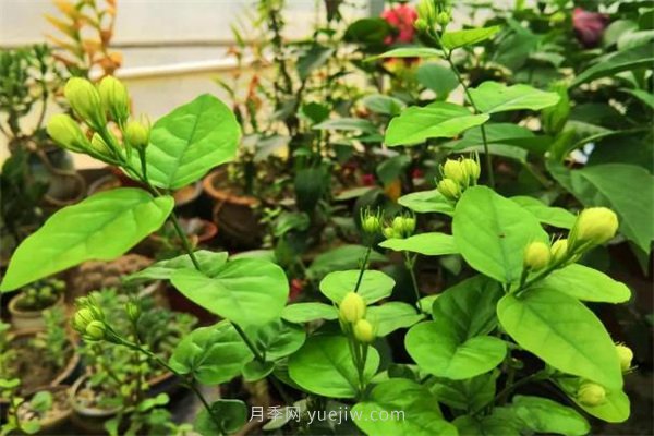 夏季養(yǎng)花要選對品種，推薦6種花卉適合高溫(圖2)